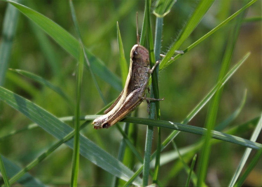 Pseudochorthippus parallelus - közönséges rétisáska