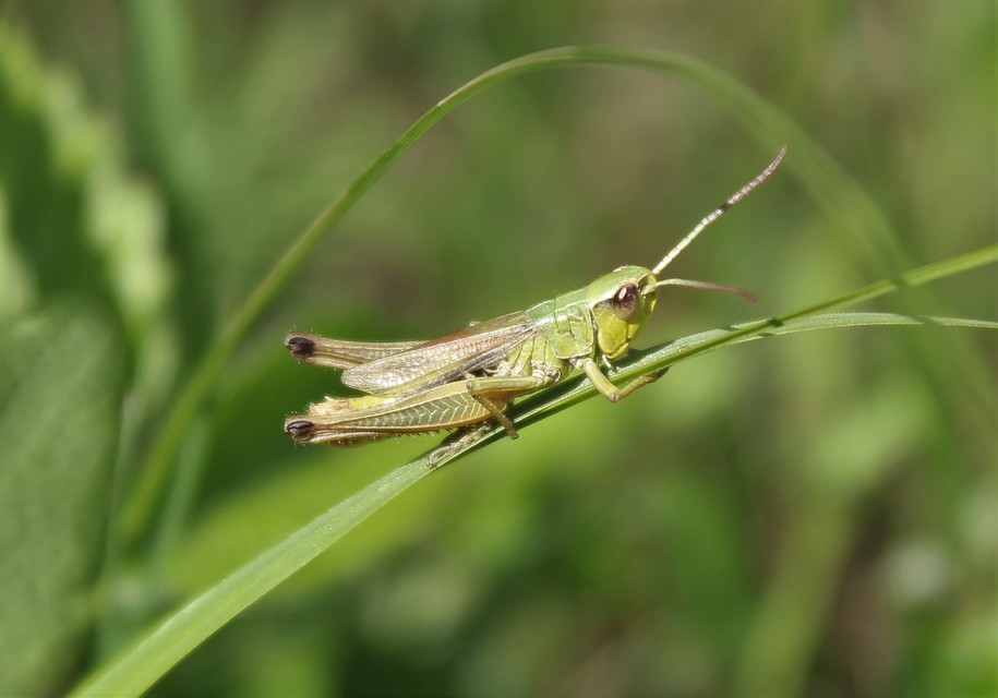 Pseudochorthippus parallelus - közönséges rétisáska
