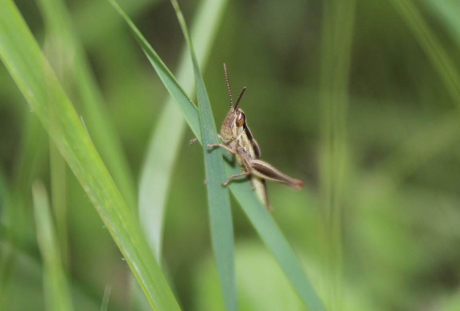 Euchorthippus