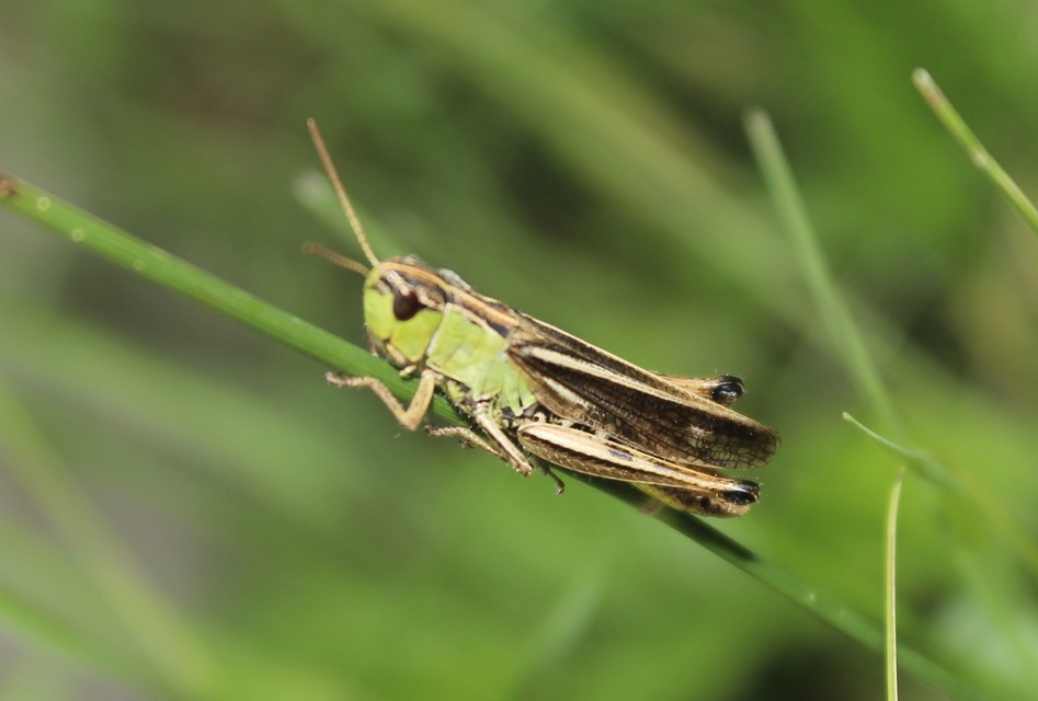 Pseudochorthippus parallelus - közönséges rétisáska