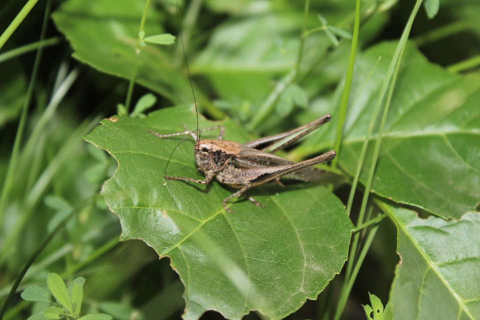 Platycleis grisea - szürke rétiszöcske