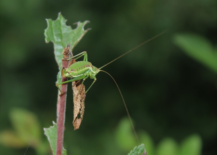 Leptophyes albovittata - közönséges virágszöcske