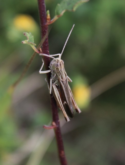 Stenobothrus lineatus - jajgató rétisáska