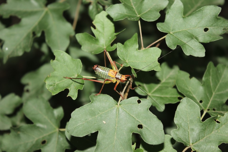 Barbitistes constrictus - északi málnaszöcske