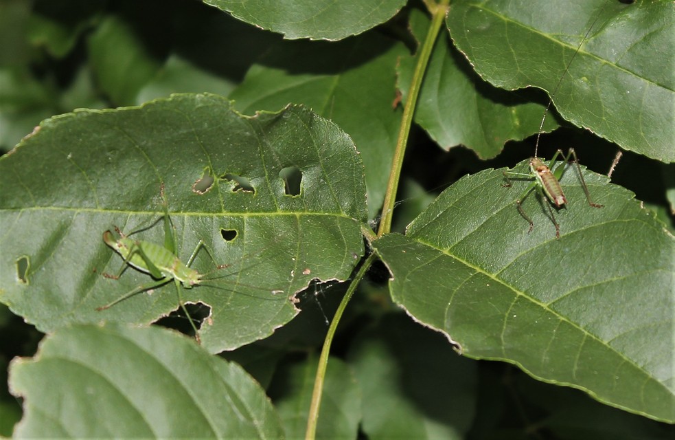 Leptophyes albovittata - közönséges virágszöcske