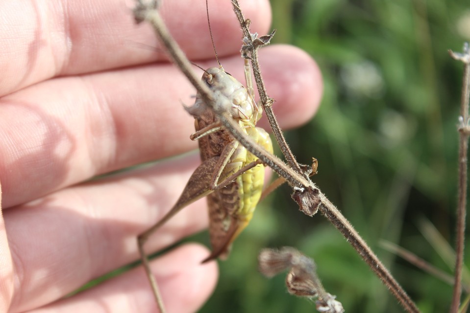 Decticus verrucivorus - szemölcsevő szöcske