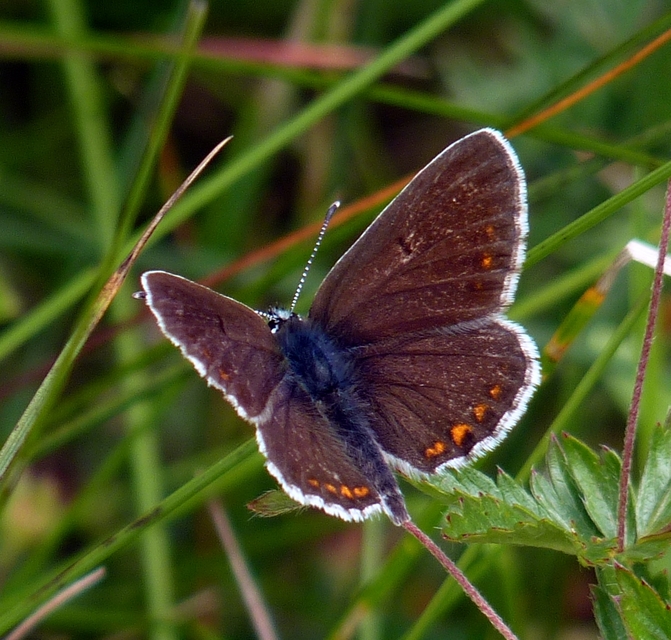 Aricia artaxerxes issekutzi - bükki szerecsenboglárka