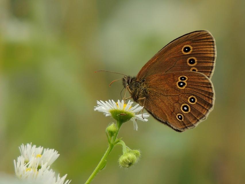 Aphantopus hyperanthus - közönséges ökörszemlepke