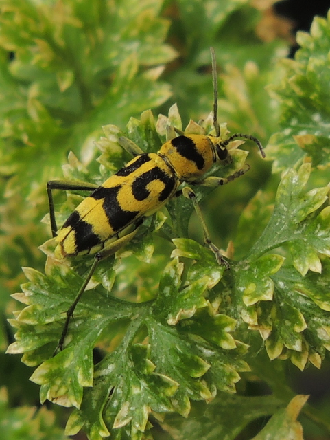 Chlorophorus varius - díszes darázscincér