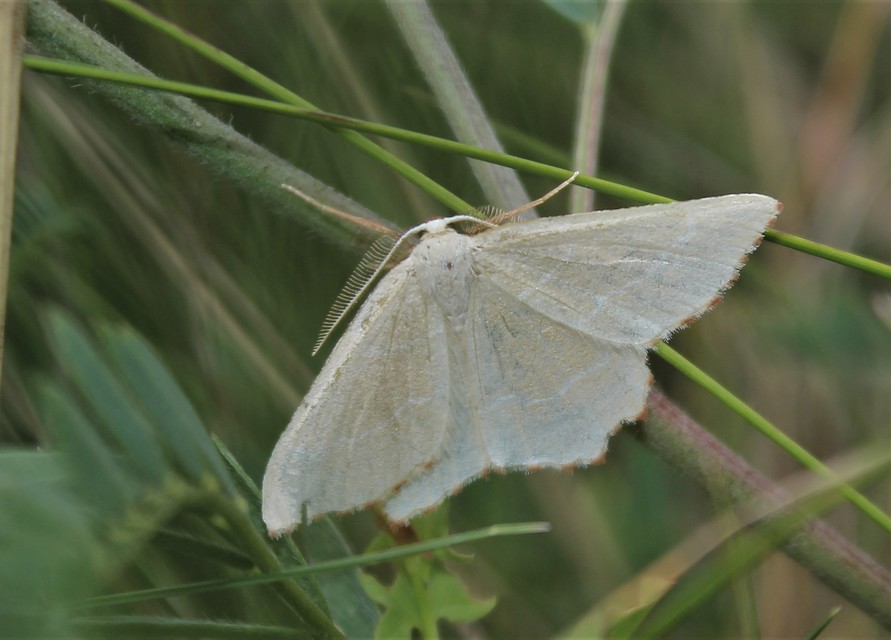 Thalera fimbrialis - csipkésszélű zöldaraszoló