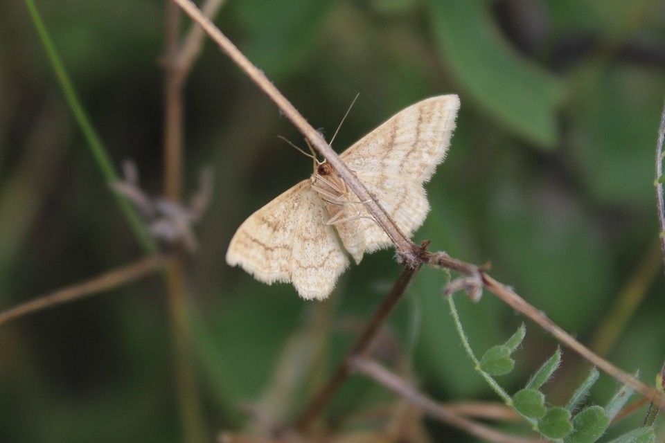 Scopula rubiginata - réti pirosaraszoló