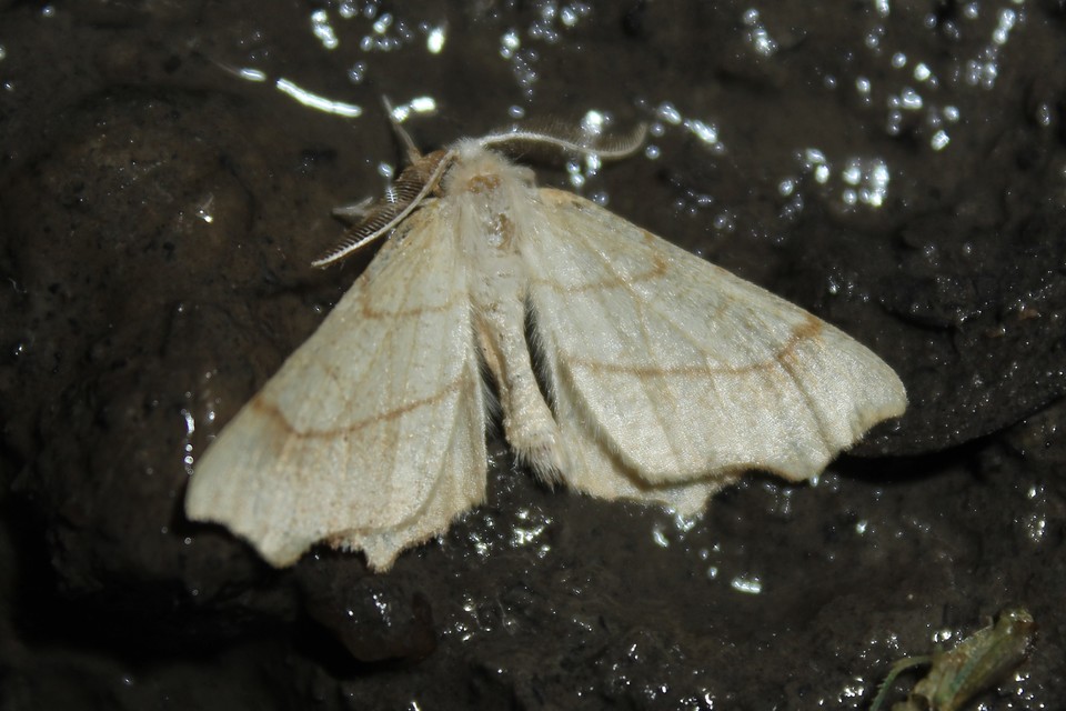 Ennomos quercinaria - tölgyfa-levélaraszoló