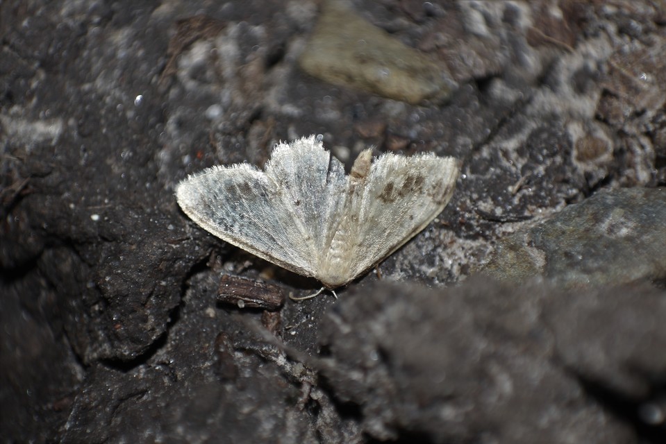 Idaea biselata - mocsári sávosaraszoló