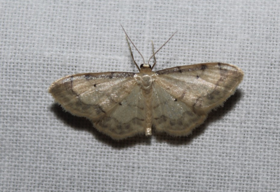 Idaea politaria - vonalas apróaraszoló