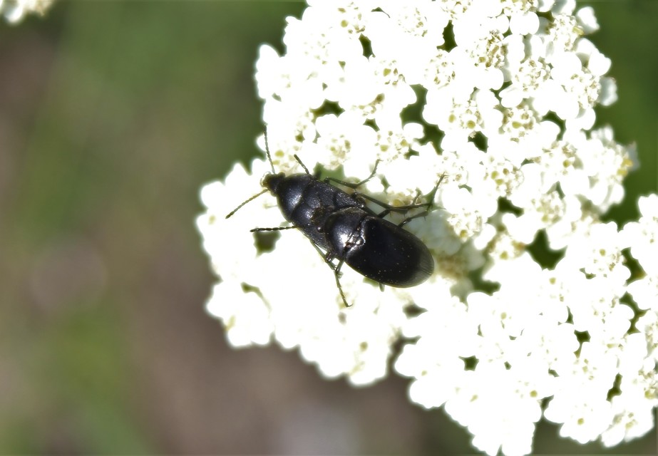 Podonta nigrita - szerecsenbogár