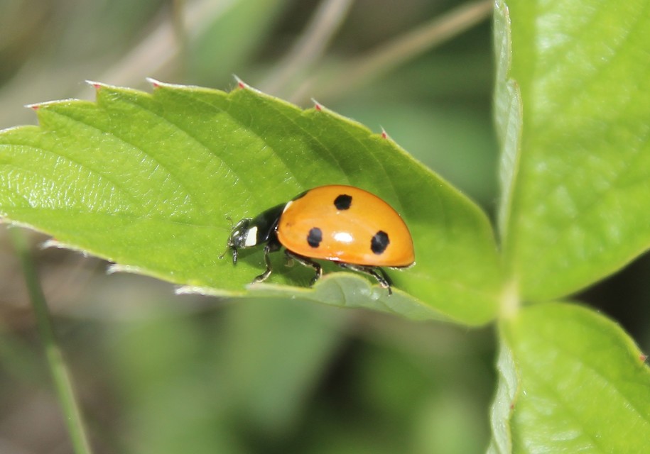 Coccinella septempunctata - hétpettyes katica