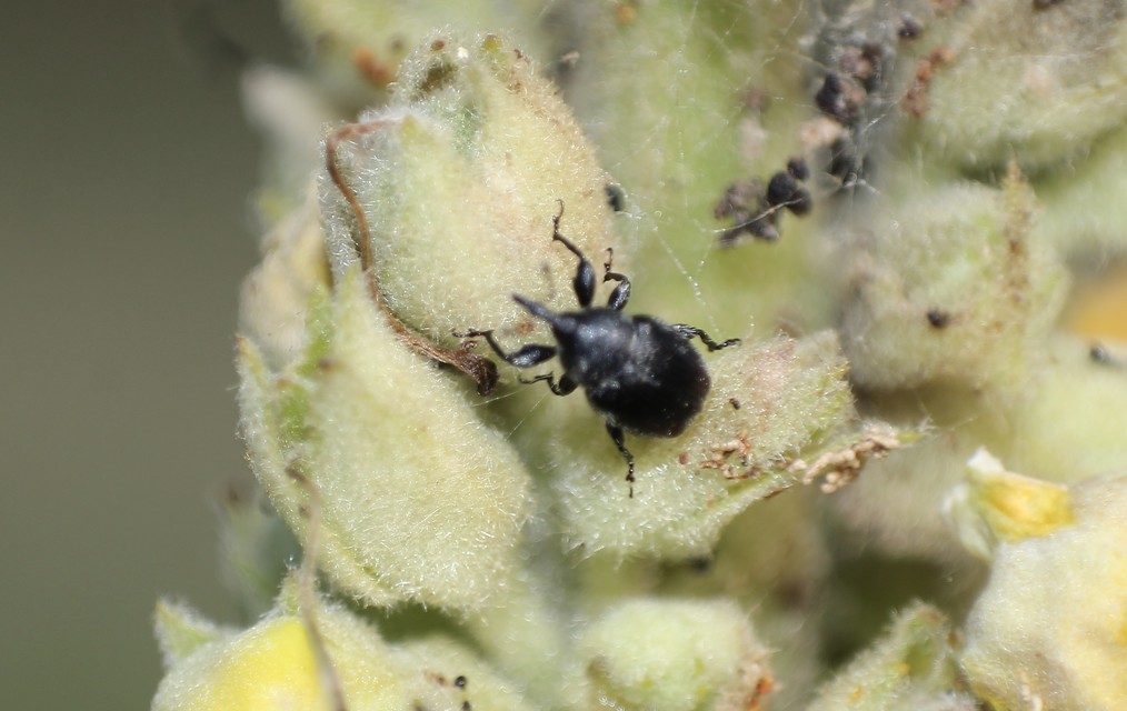 Rhinusa tetra - magtoklakó ökörfarkkóró-ormányos