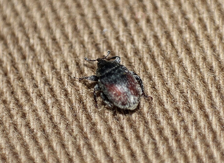 Rhinusa tetra - magtoklakó ökörfarkkóró-ormányos