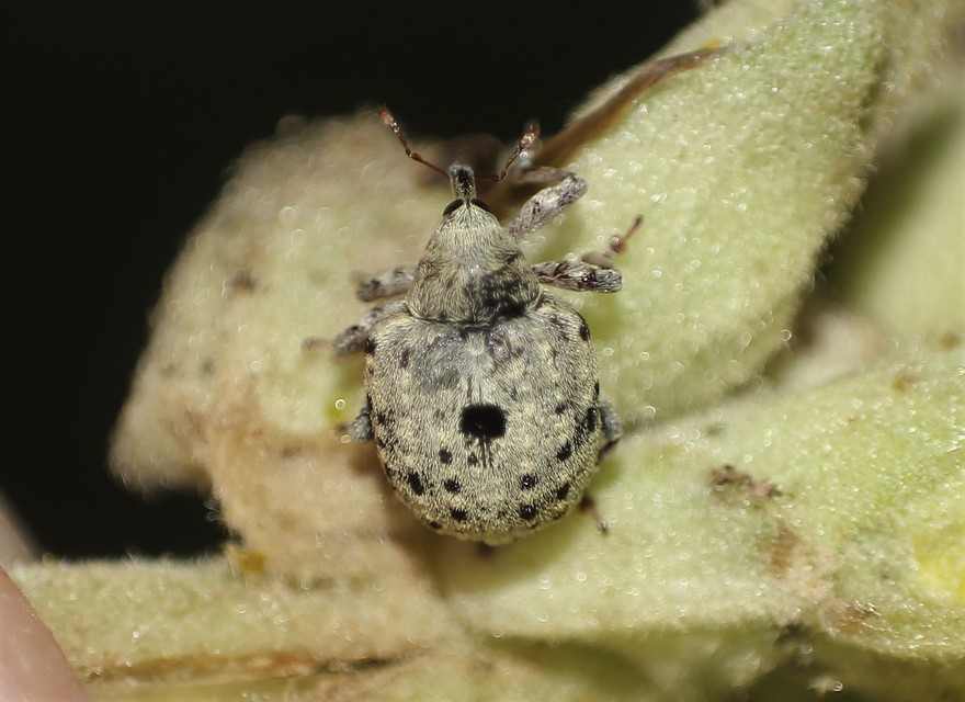 Cionus thapsus - kis ökörfarkkóró-gömbormányos