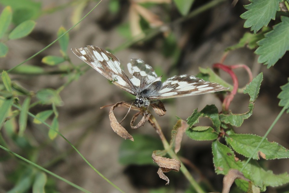 Melanargia galathea - sakktáblalepke