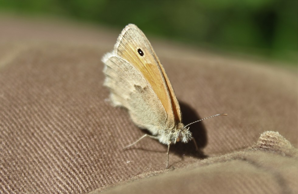 Coenonympha pamphilus - kis szénalepke