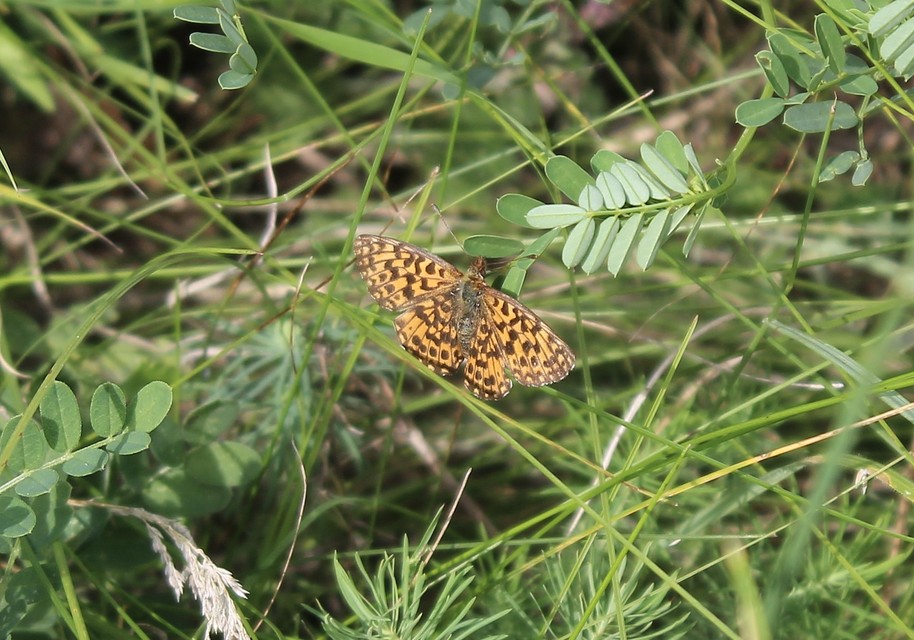 Boloria dia - kis gyöngyházlepke