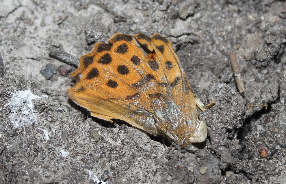 Argynnis paphia - nagy gyöngyházlepke
