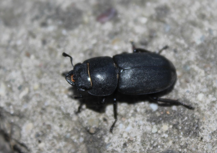Dorcus parallelipipedus - kis szarvasbogár