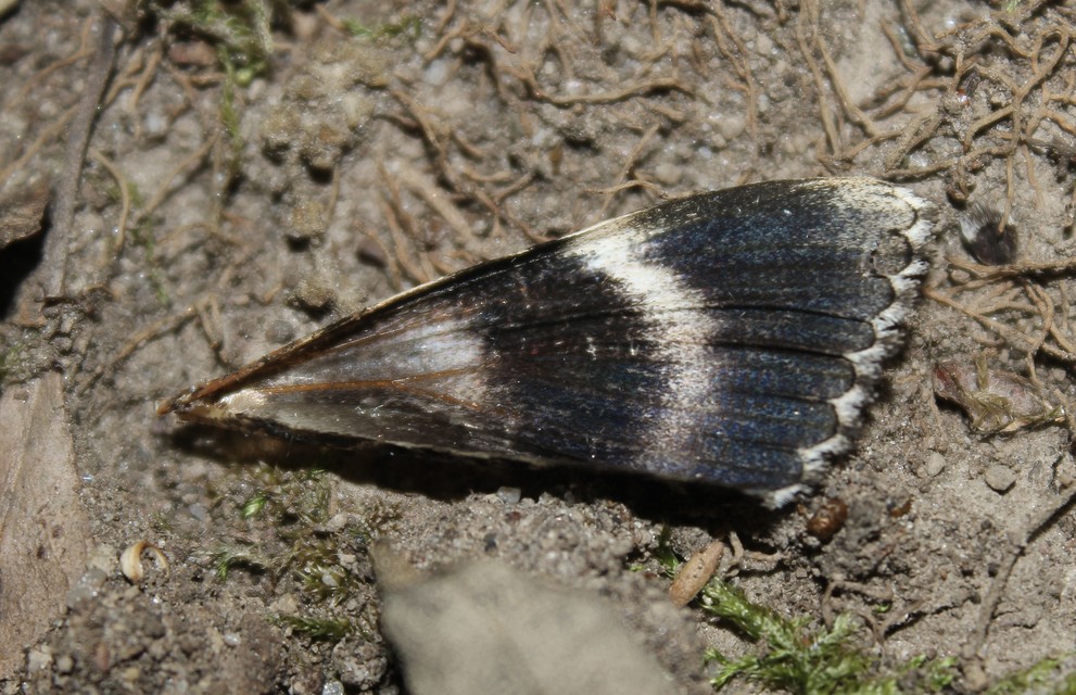 Catocala promissa - kis tölgyfa-övesbagoly