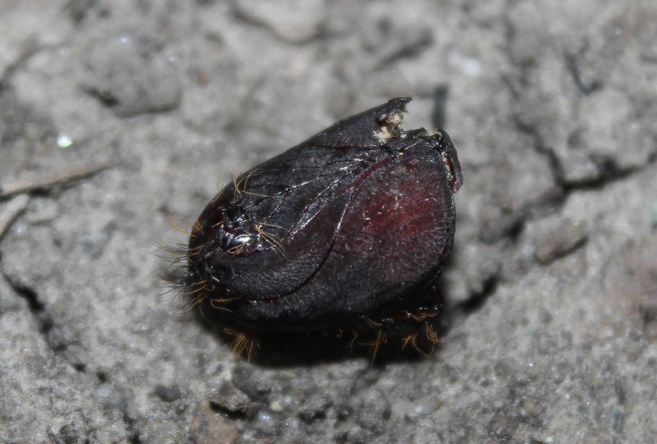 Lymantria dispar - gyapjaslepke