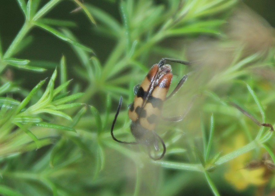 Pachytodes erraticus - rajzos virágcincér