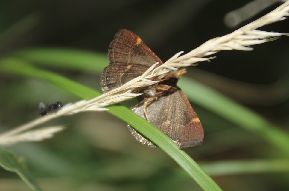 Hypsopygia rubidalis - vörös fényilonca