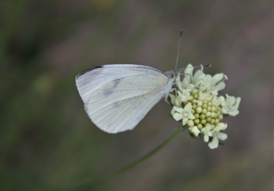 Pieris rapae - répalepke