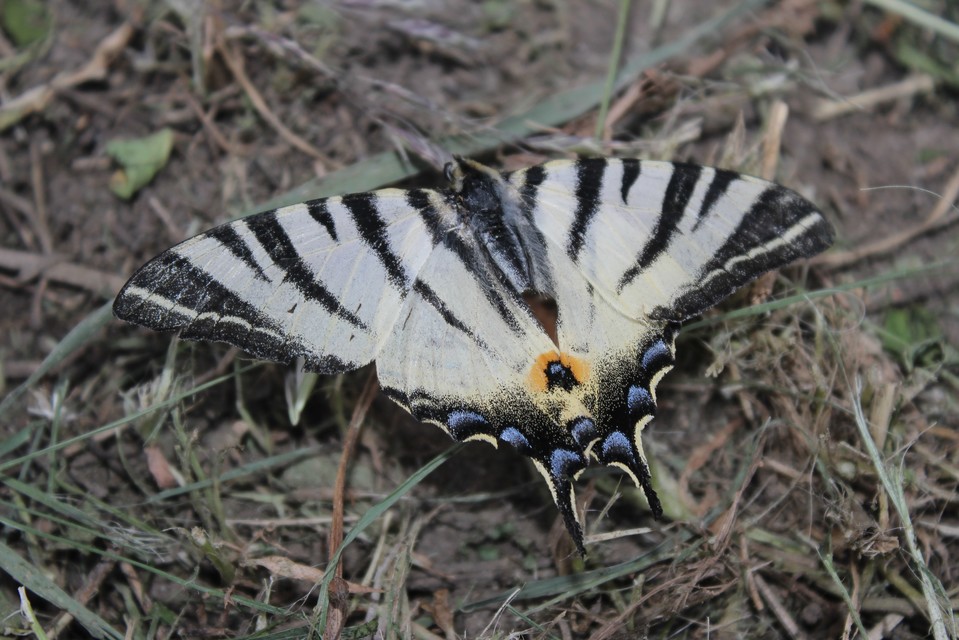 Iphiclides podalirius - kardoslepke