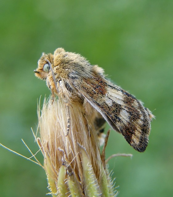 Schinia cardui - keserűgyökér-nappalibagoly