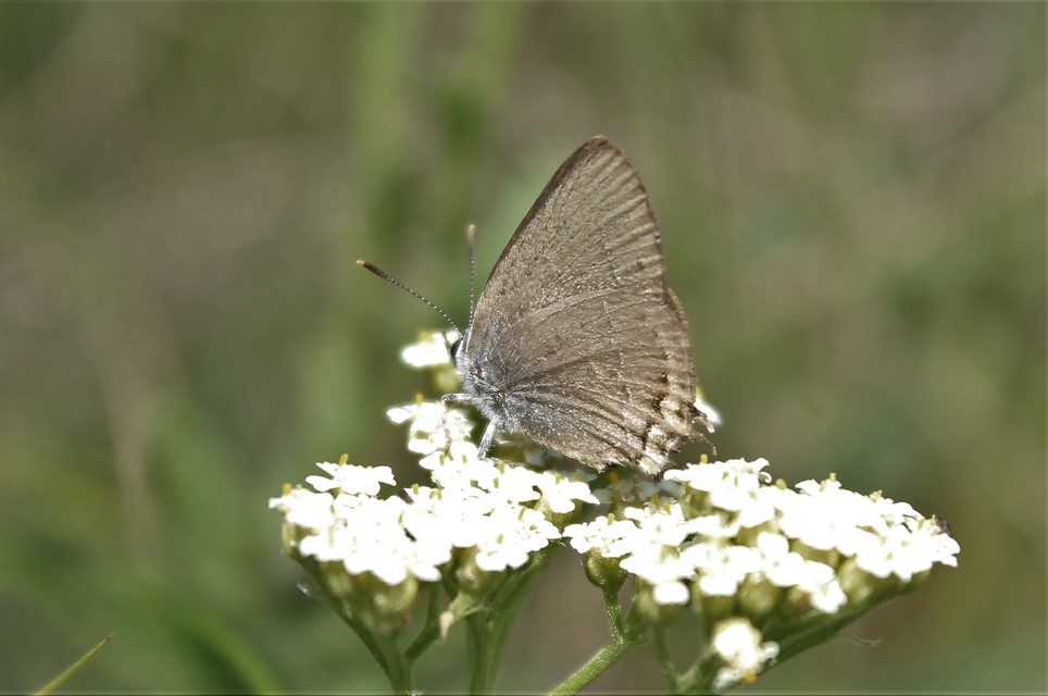 Satyrium acaciae - akác-csücsköslepke