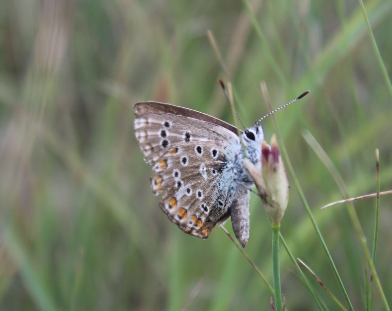 Polyommatus icarus - közönséges boglárka