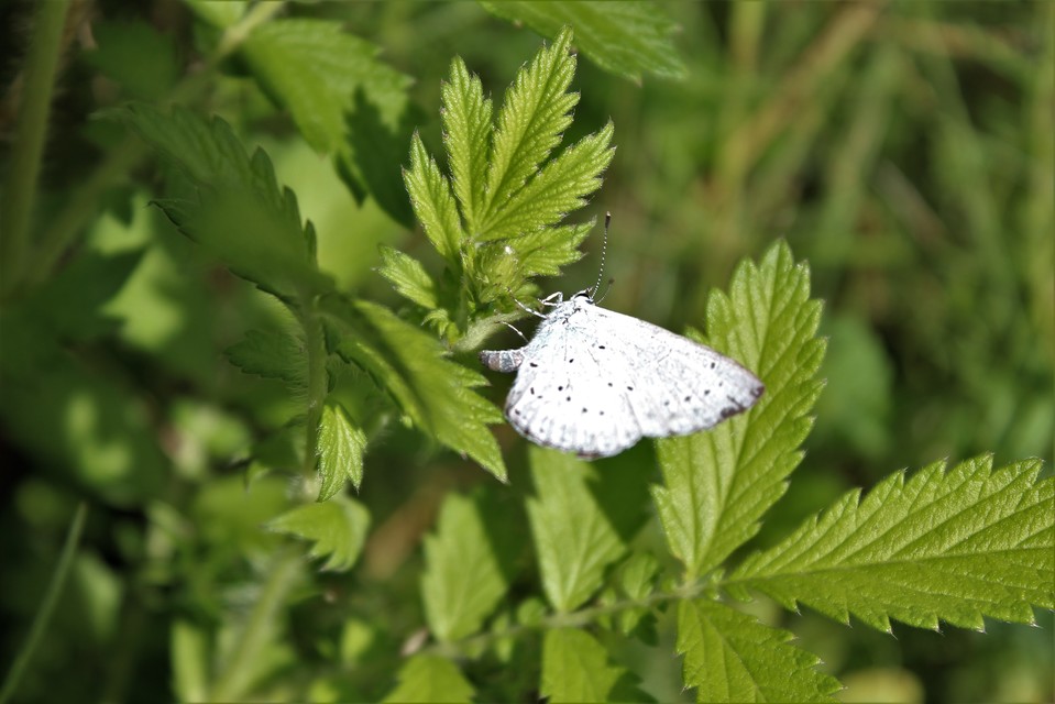 Celastrina argiolus - bengeboglárka