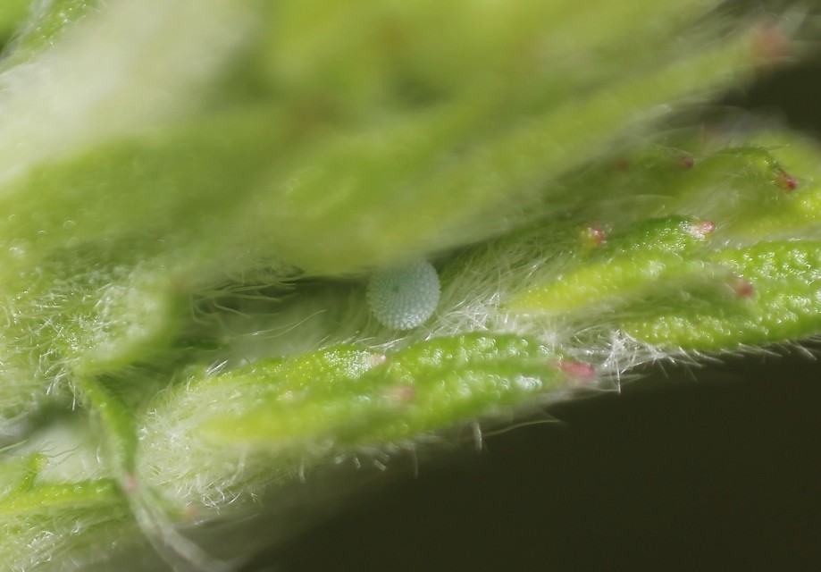 Celastrina argiolus - bengeboglárka