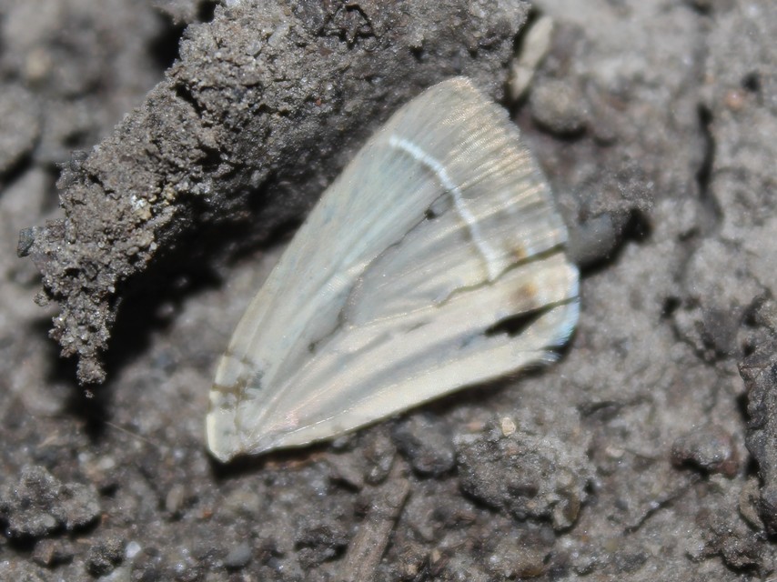 Neozephyrus quercus - tölgyfalepke
