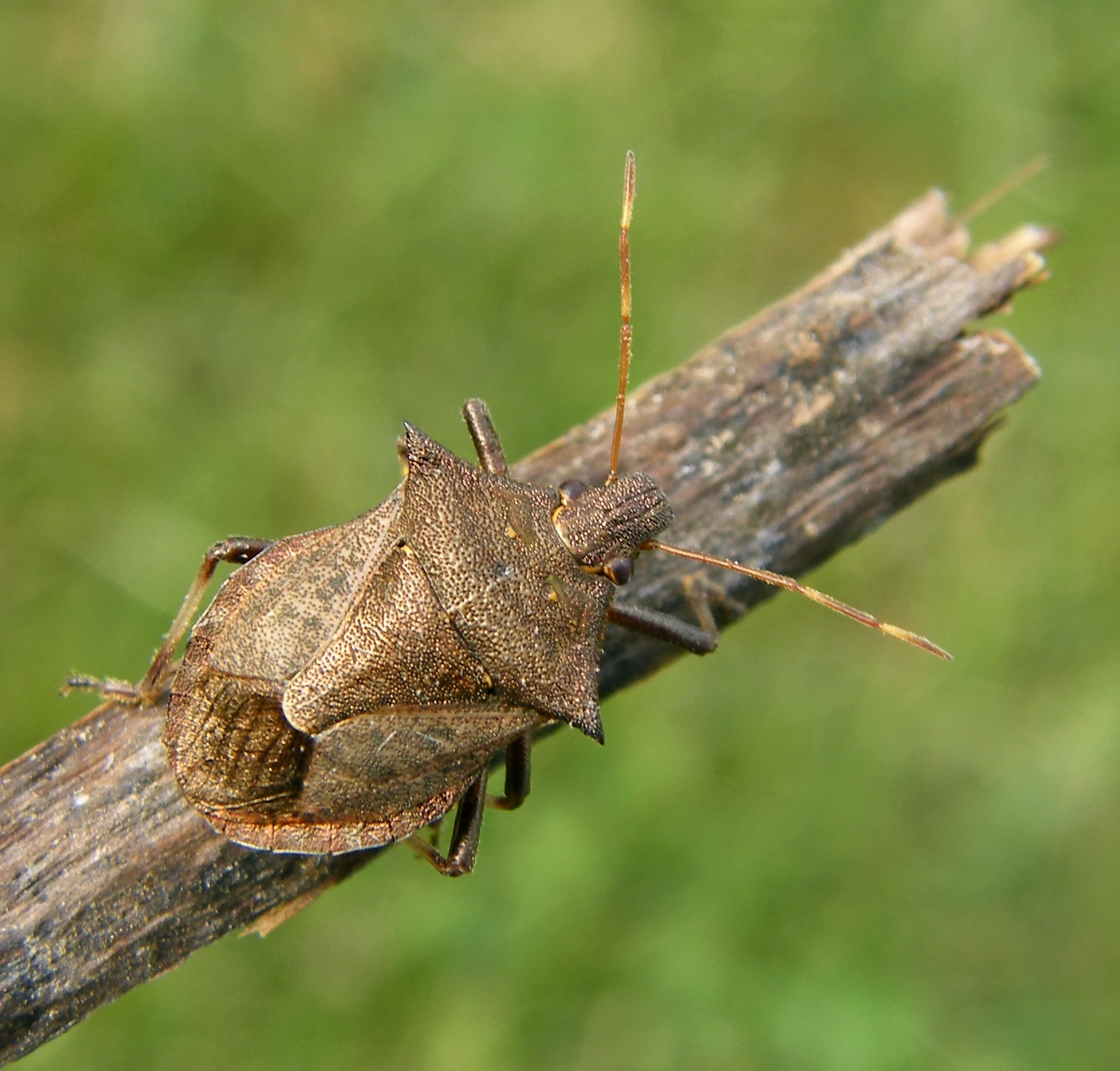 Picromerus bidens - tüskés címerespoloska