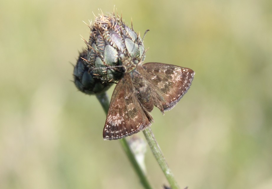 Erynnis tages - cigánylepke