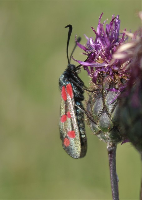Zygaena filipendulae - acélszínű csüngőlepke