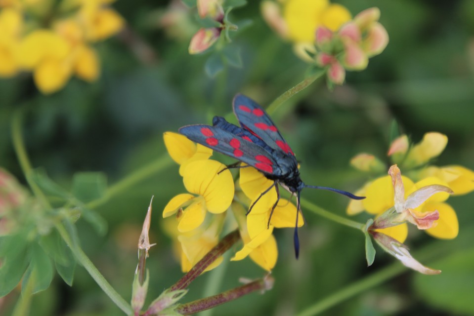 Zygaena filipendulae - acélszínű csüngőlepke