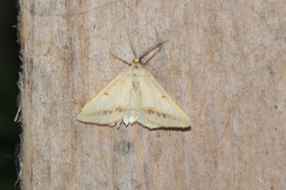 Tephrina arenacearia - lucerna-araszoló