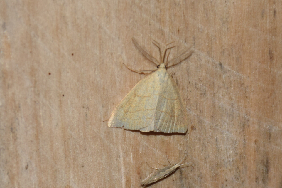 Polypogon tentacularia - sötétaljú karcsúbagoly