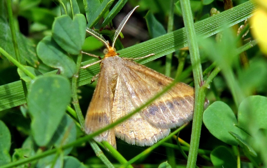 Tephrina arenacearia - lucerna-araszoló