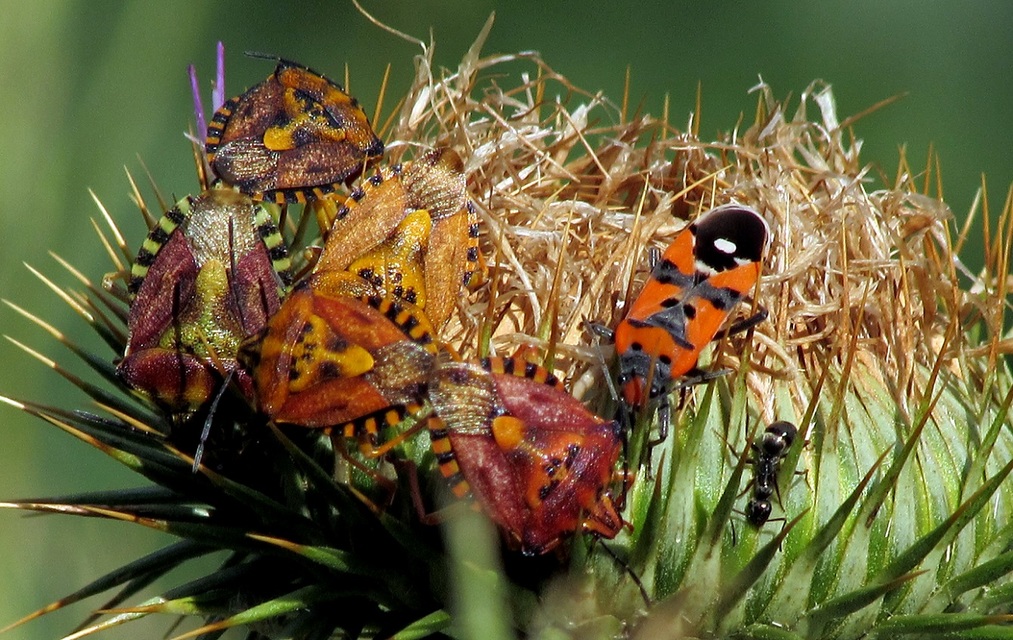 Carpocoris Carpocoris