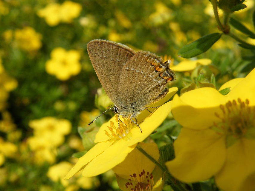 Satyrium acaciae - akác-csücsköslepke
