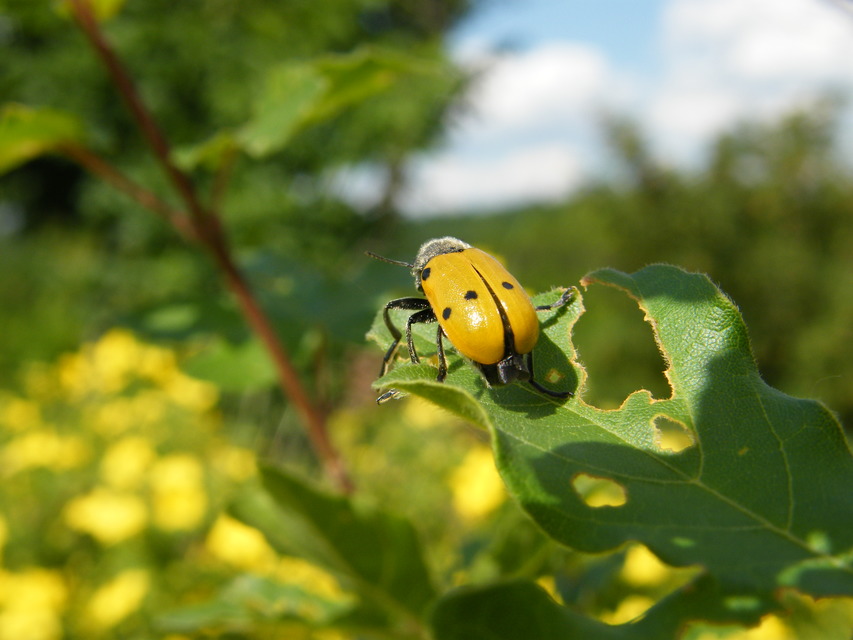 Lachnaia sexpunctata - szőrösnyakú zsákhordóbogár